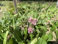 Zalaegerszeg Családi ház